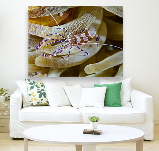 Anemone Shrimp Reproduction
