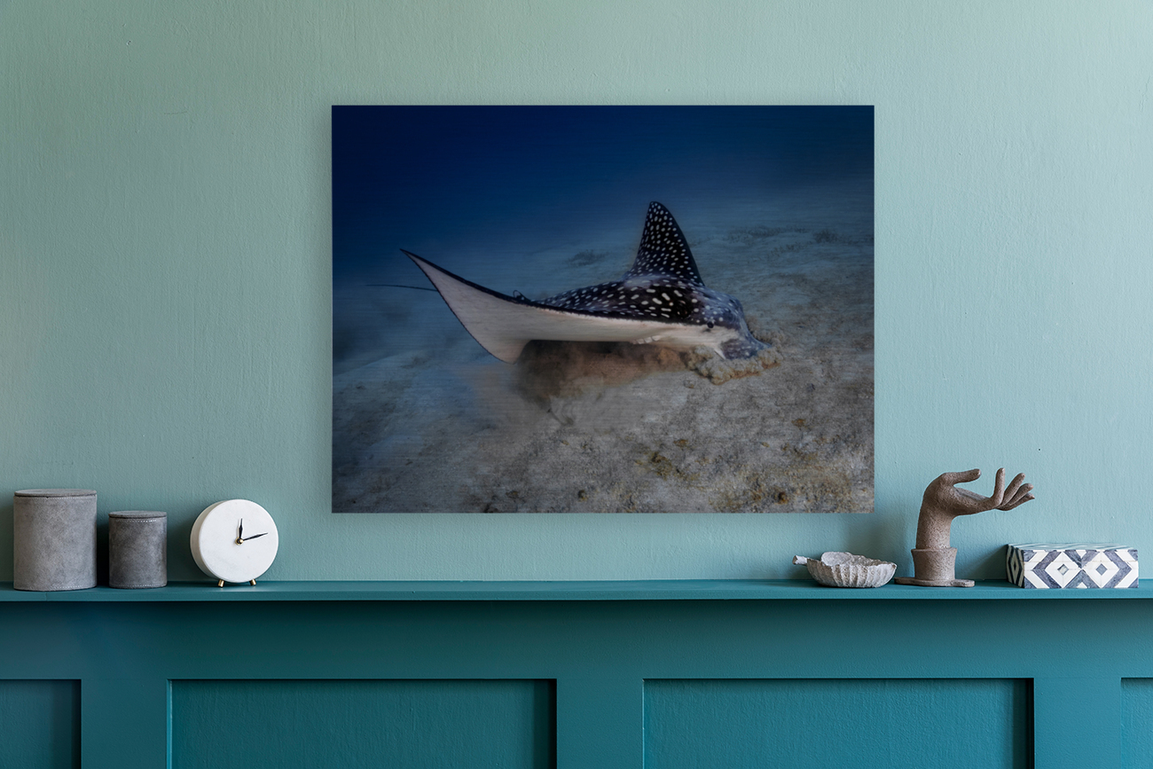 Spotted Eagle Ray Reproduction