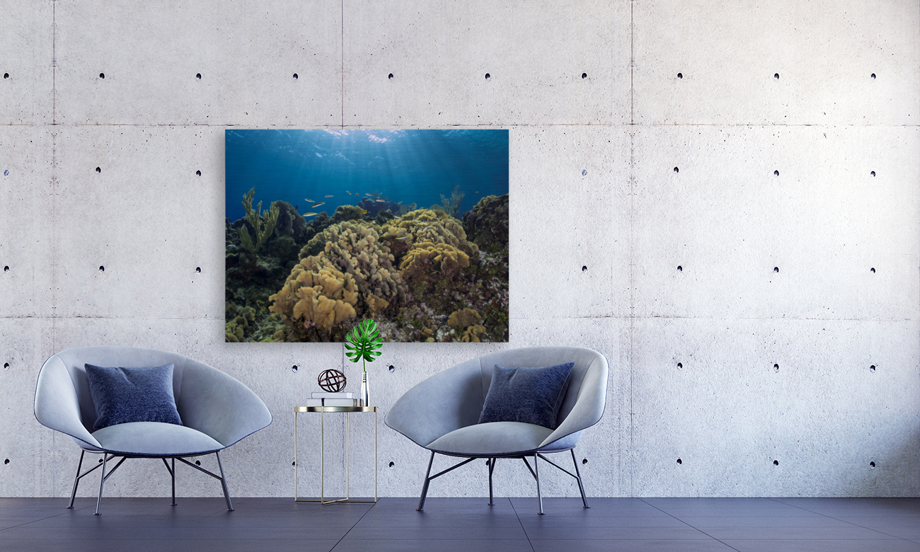 Lettuce Coral Reproduction