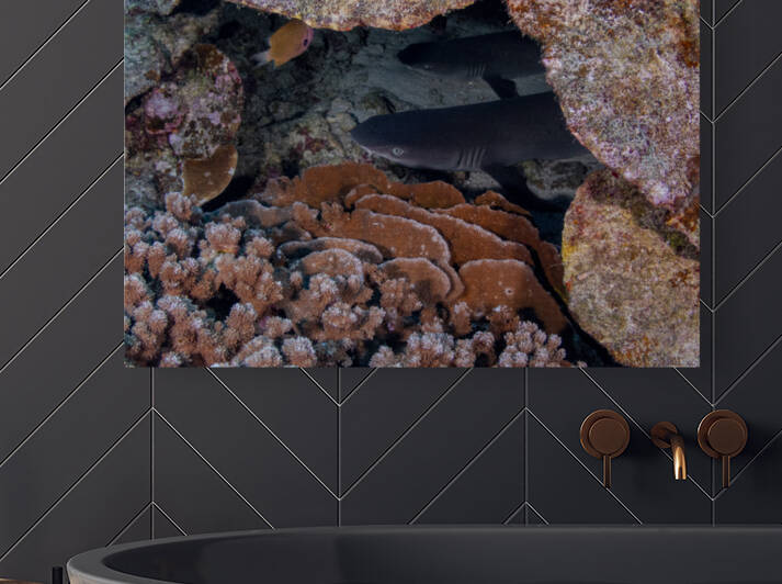 White Tip Reef Shark Reproduction