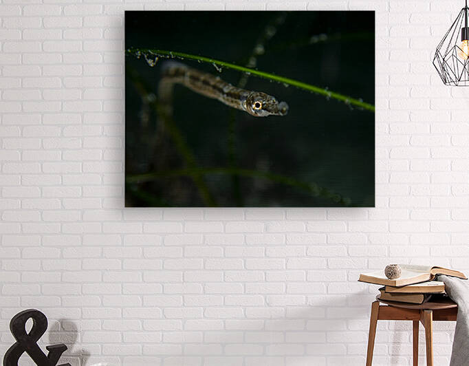 Pipefish Reproduction