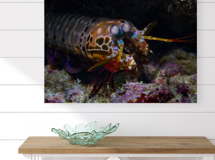 Peacock Mantis Shrimp by Christine Dorrity