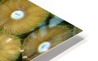Peppermint Goby HD Metal print