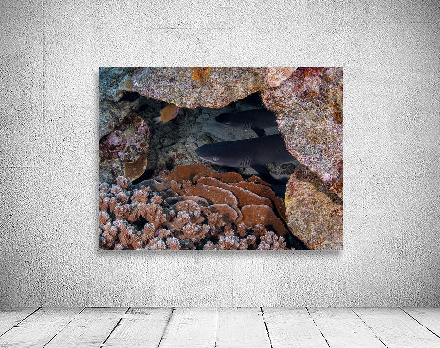 White Tip Reef Shark Wall Preview