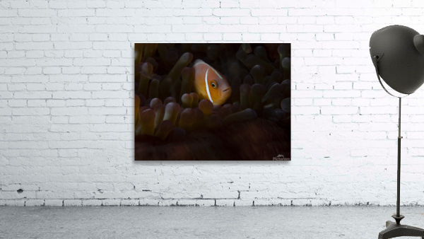 Tomato Clownfish Wall Preview