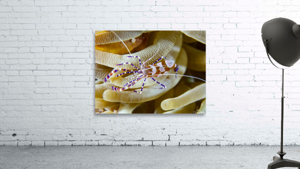 Anemone Shrimp Wall Preview