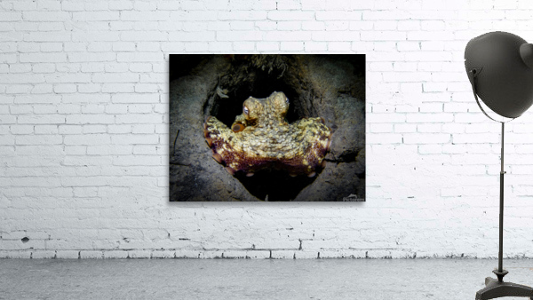Octopus Wall Preview