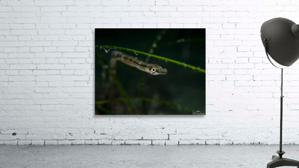 Pipefish Wall Preview