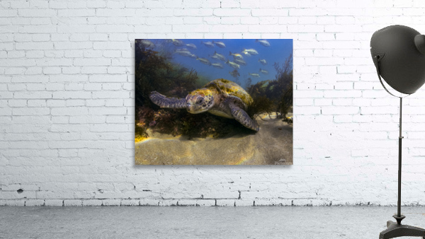 Green Sea Turtle Wall Preview