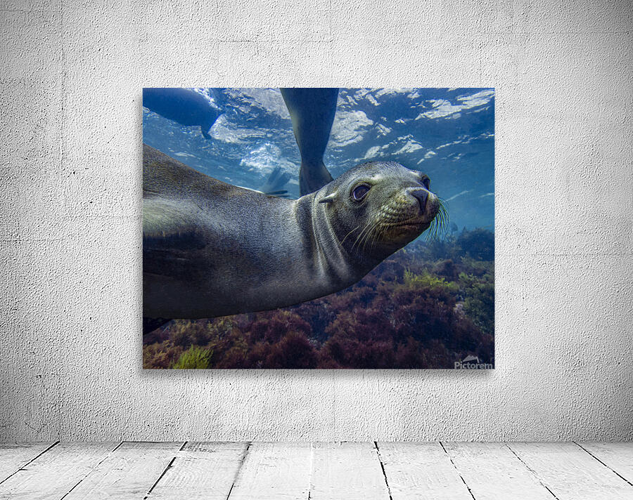 Sea Lion Wall Preview