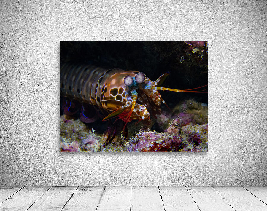Peacock Mantis Shrimp Wall Preview