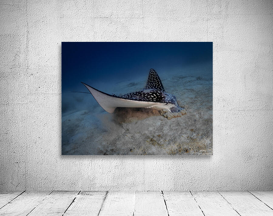 Spotted Eagle Ray Wall Preview
