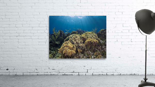 Lettuce Coral Wall Preview