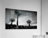 Quiver Trees Acrylic Print