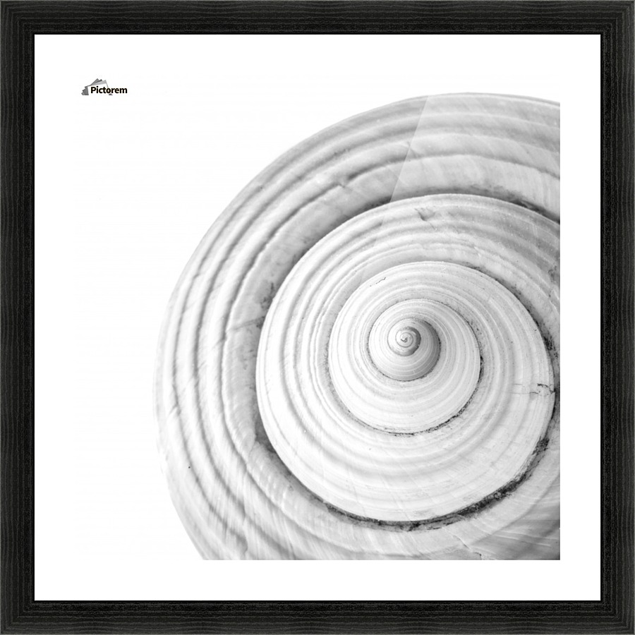 Conch 1 Picture Frame print