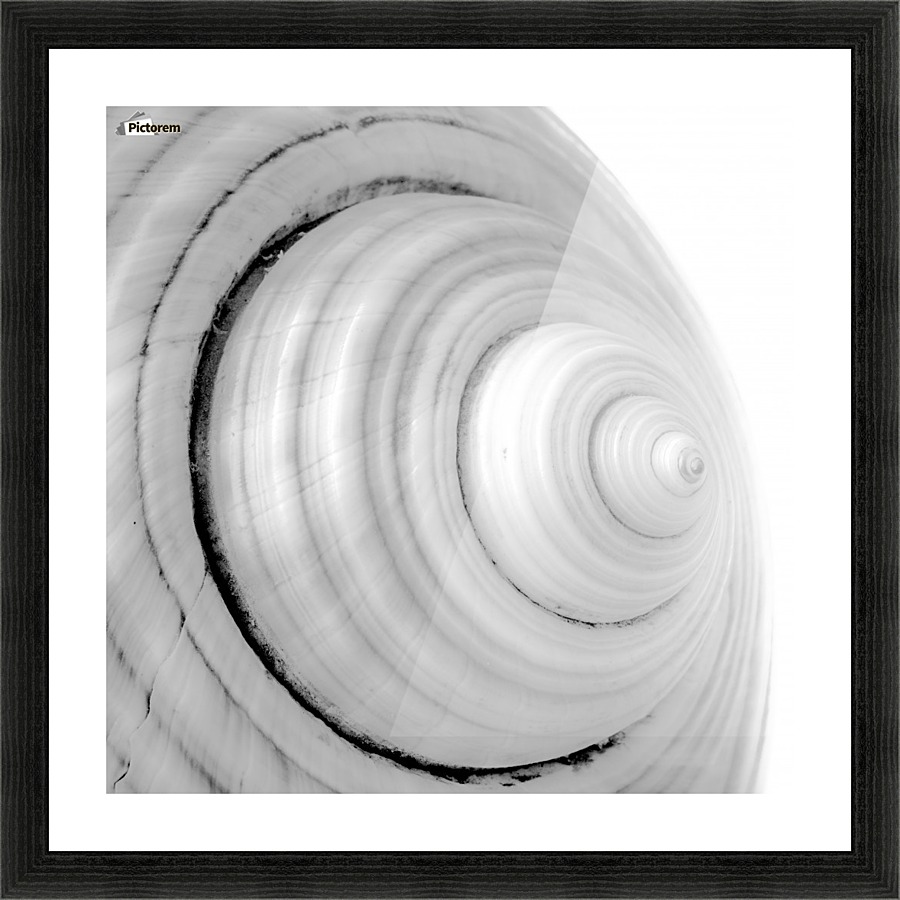 Conch 2 Picture Frame print