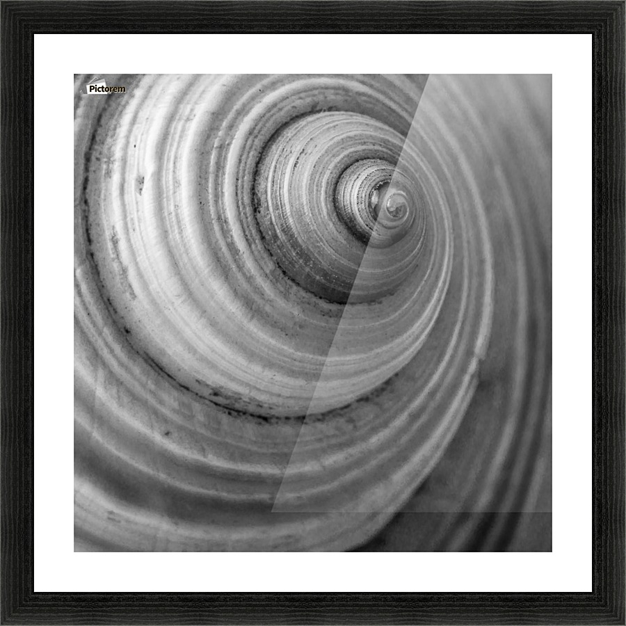 Conch 3 Picture Frame print