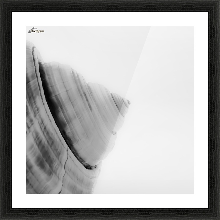Conch 4 Picture Frame print