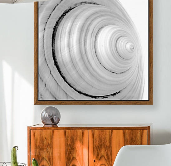 Conch 2 by Jacques Jacobsz