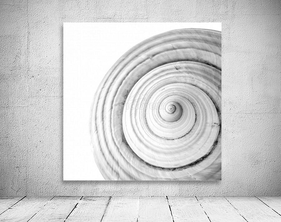 Conch 1 Wall Preview