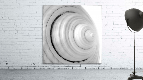 Conch 2 Wall Preview