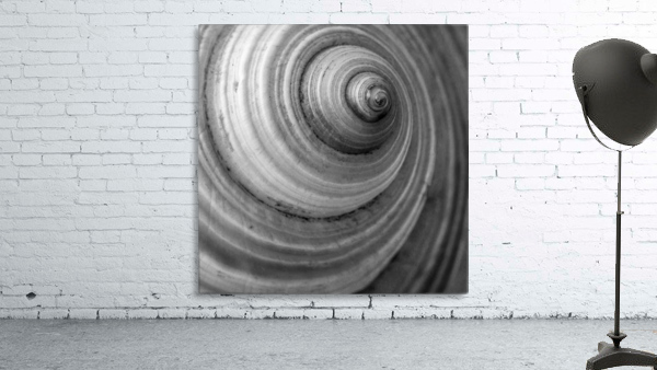 Conch 3 Wall Preview