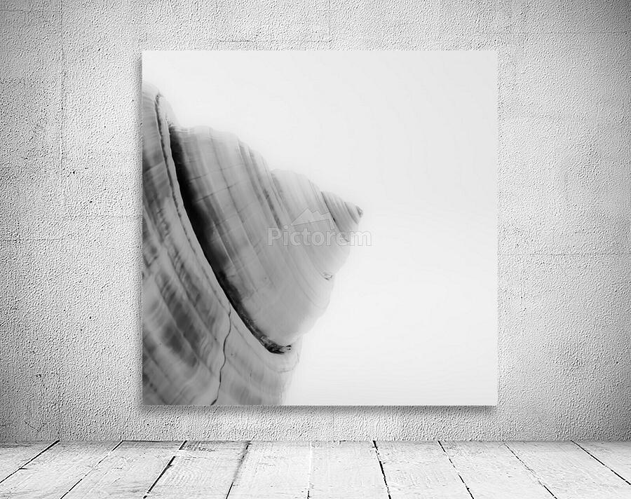 Conch 4 Wall Preview