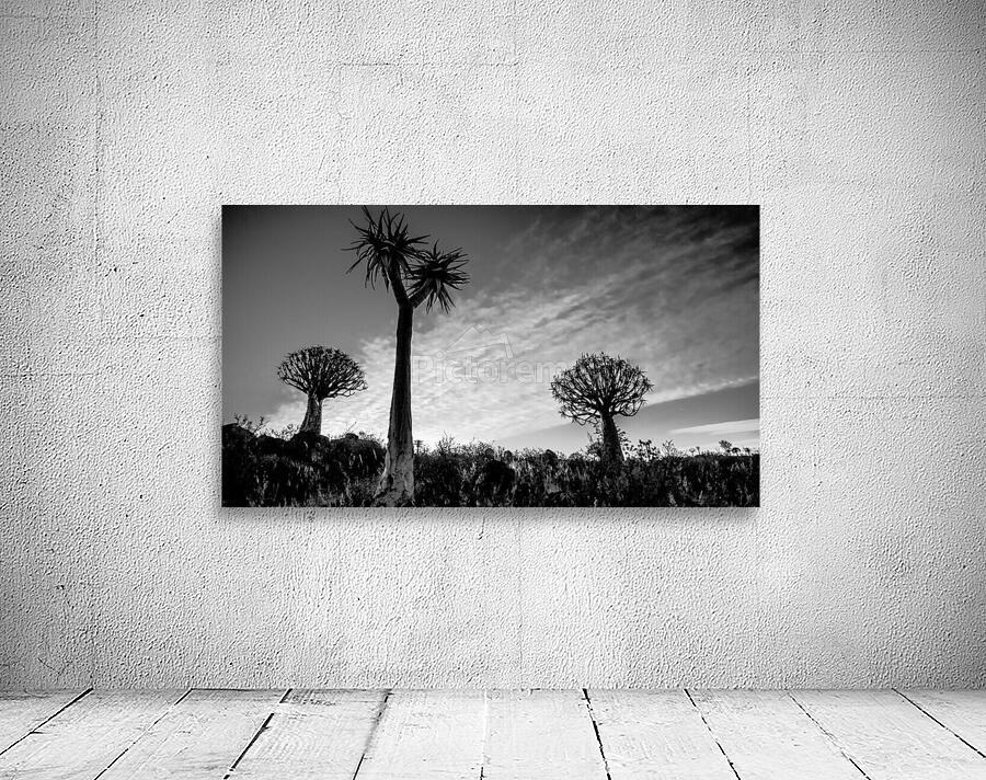 Quiver Trees Wall Preview