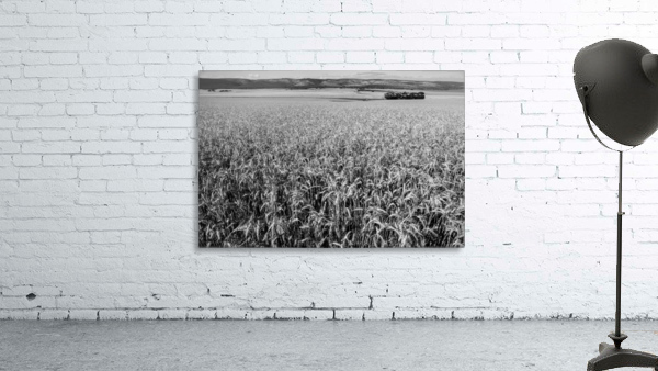 Wheat Field Wall Preview