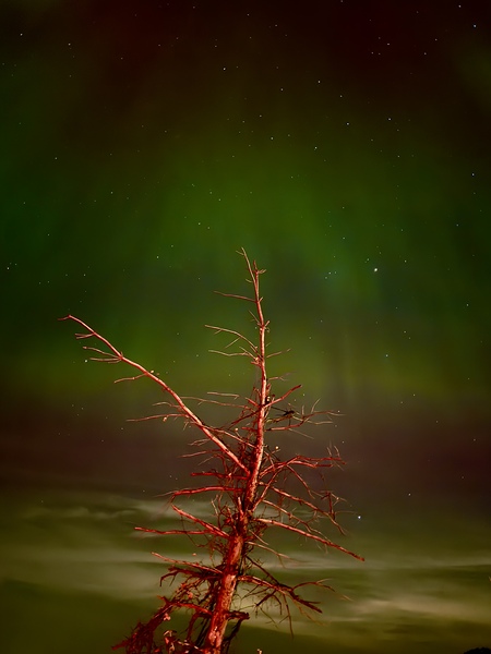 Ghost Tree Under the Northern Lights Digital Download