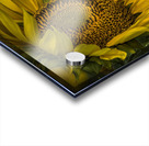 Sunflower Dawn  Acrylic print
