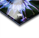purple alien Acrylic print