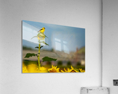 Sunflower Perch Acrylic Print