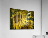 Sunflower Dawn  Acrylic Print