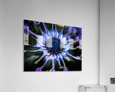 purple alien Acrylic Print