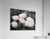oregon blush Acrylic Print