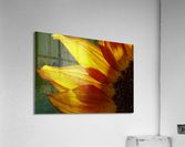 Petal Glow Acrylic Print