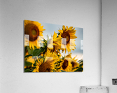 dancing in the sun Acrylic Print