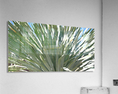 fandango Acrylic Print
