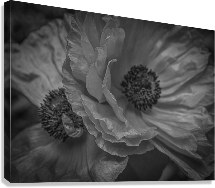 Night Poppies Canvas Print