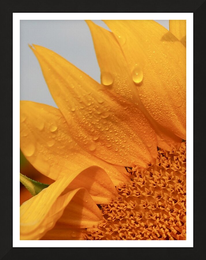 Sun Dew Picture Frame print