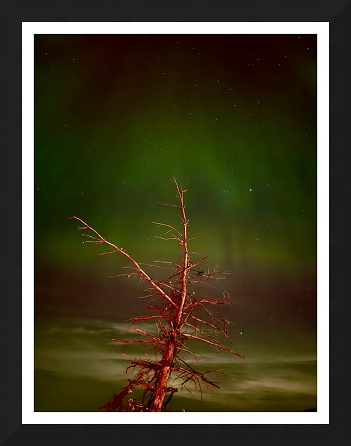 Ghost Tree Under the Northern Lights Picture Frame print