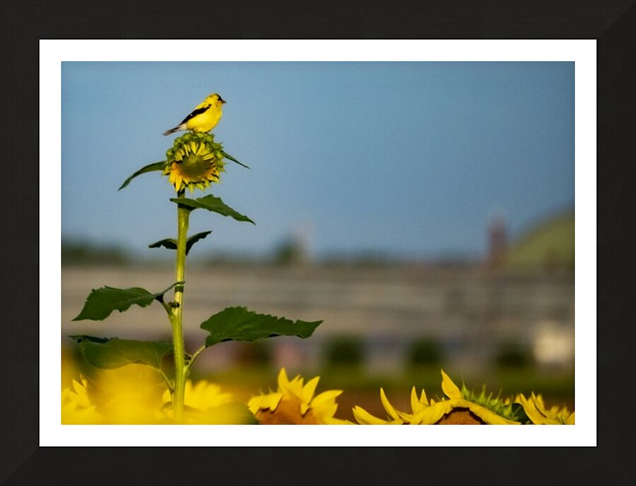 Sunflower Perch Picture Frame print