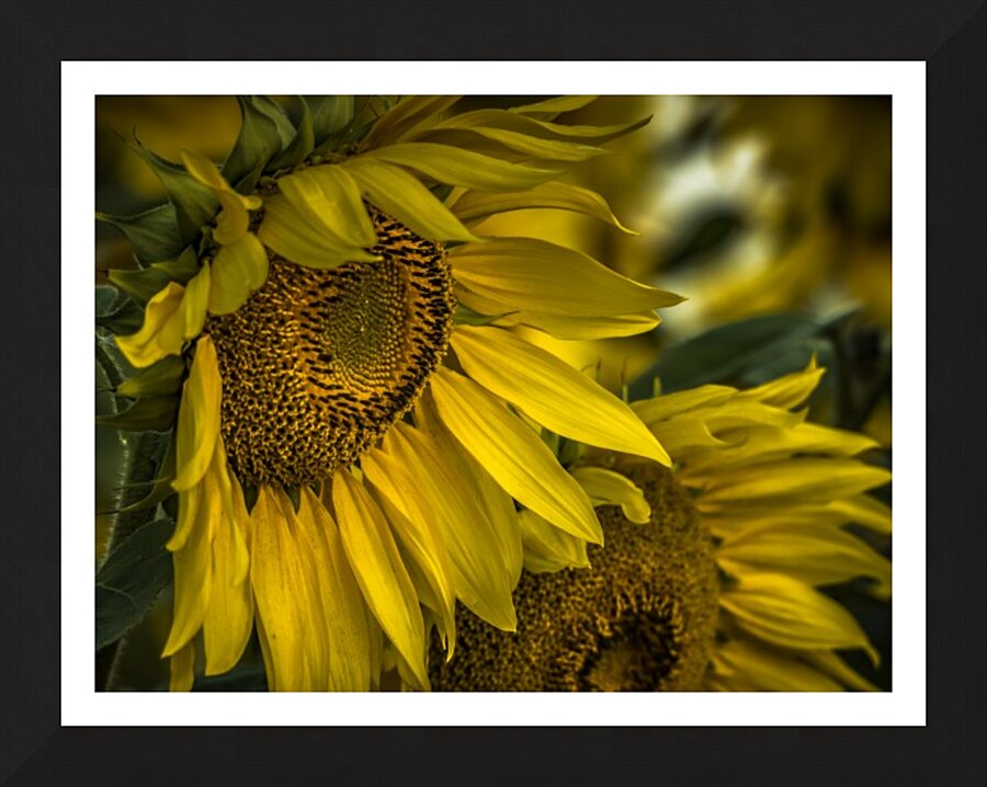 Sunflower Dawn  Picture Frame print