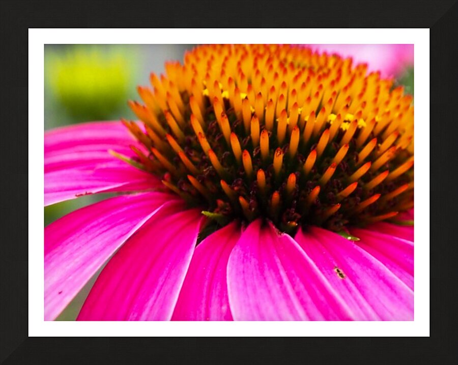 Cone Flower Picture Frame print