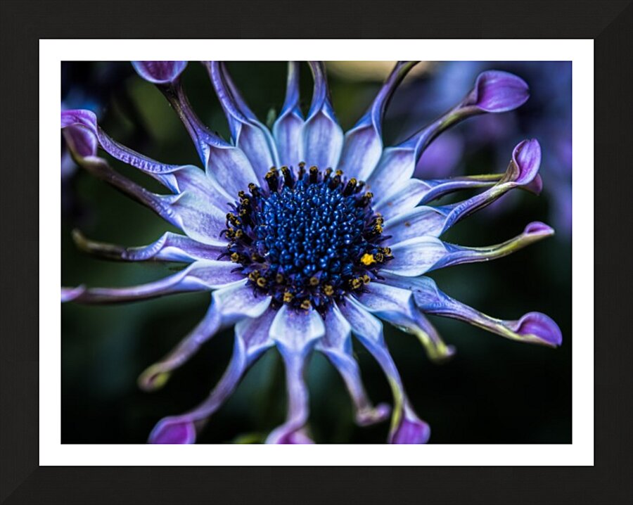 purple alien Picture Frame print