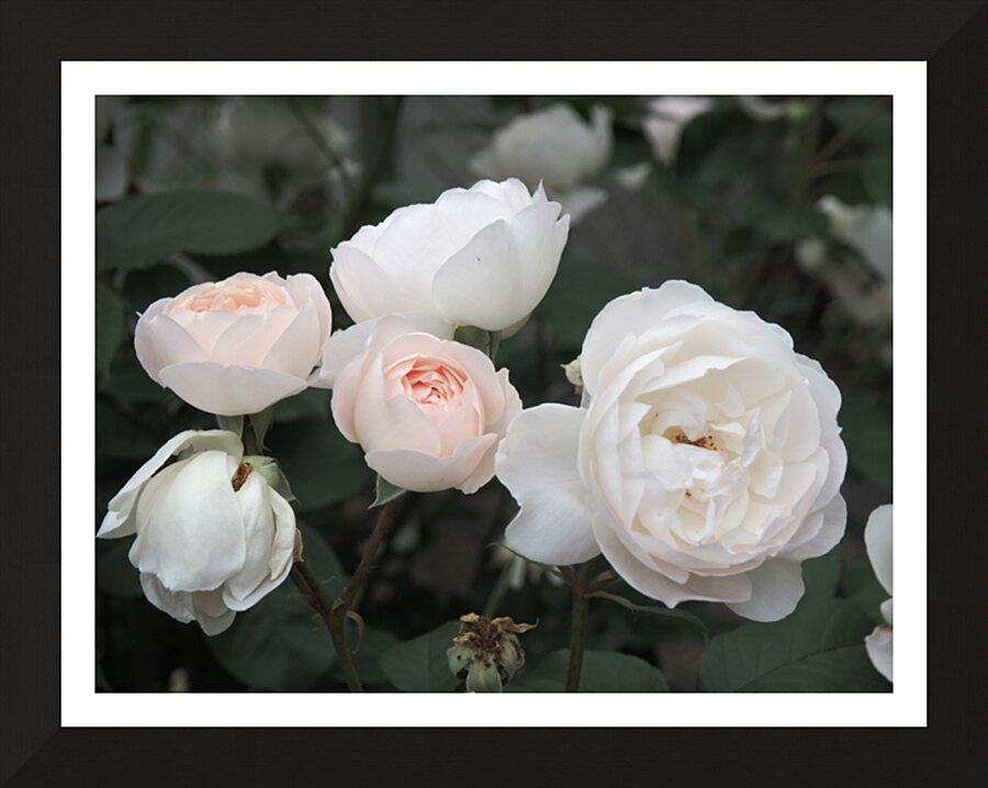 oregon blush Picture Frame print