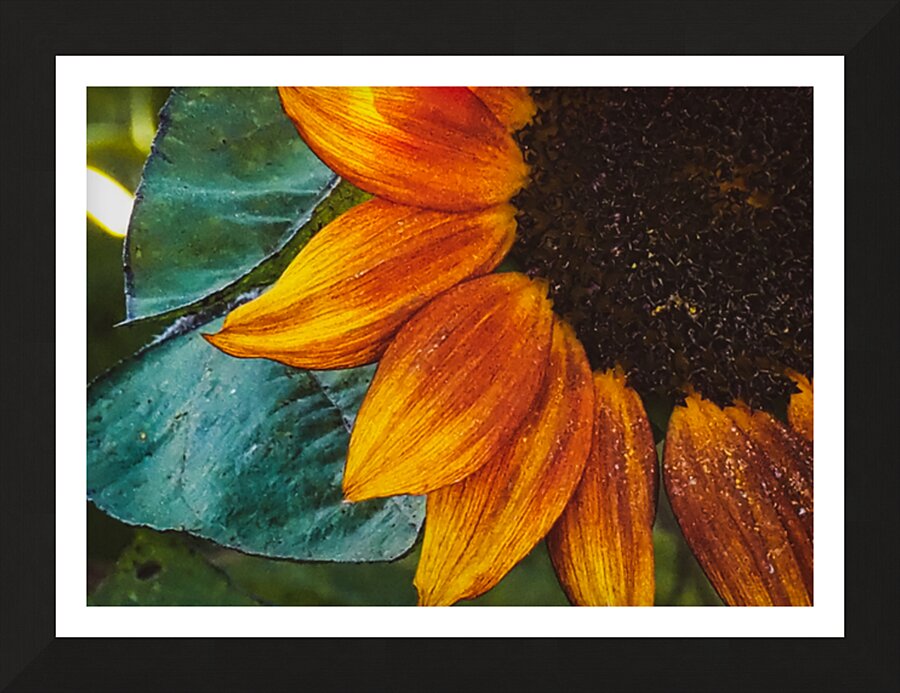 fall petals Picture Frame print