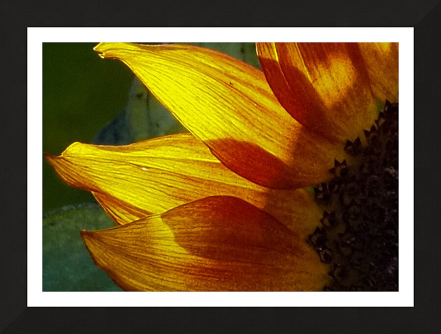 Petal Glow Picture Frame print