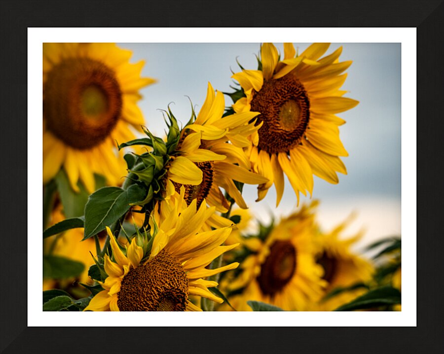 dancing in the sun Picture Frame print
